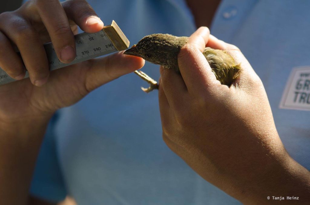Vögel in Südafrika