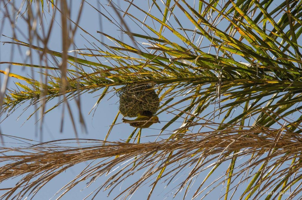 Vögel in Südafrika