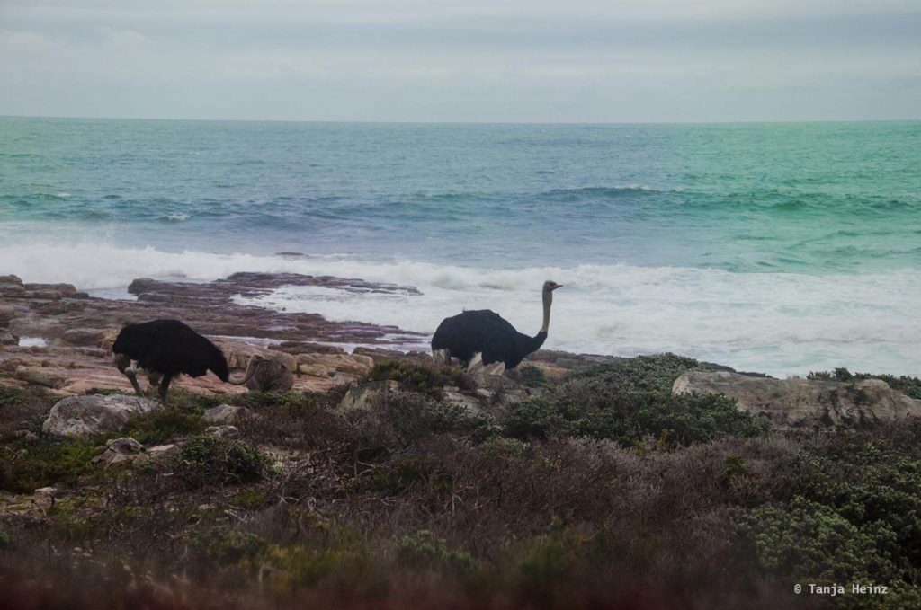 Vögel in Südafrika