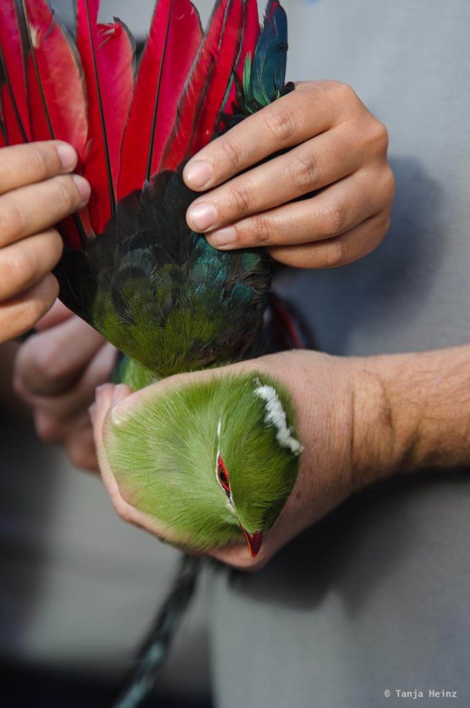Vögel in Südafrika