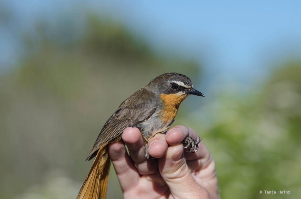 Vögel in Südafrika