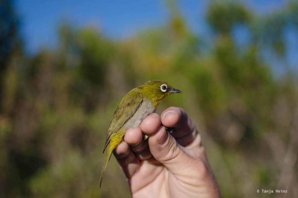 Vögel in Südafrika