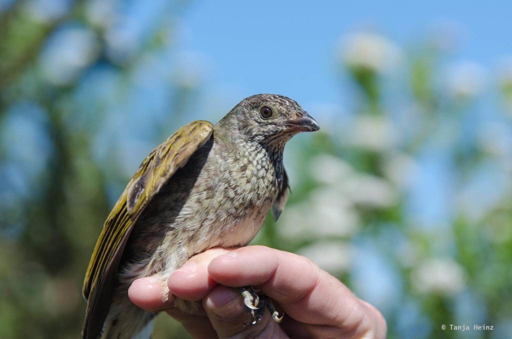Vögel in Südafrika