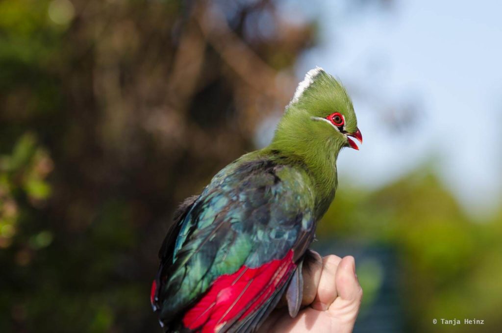 Vögel in Südafrika