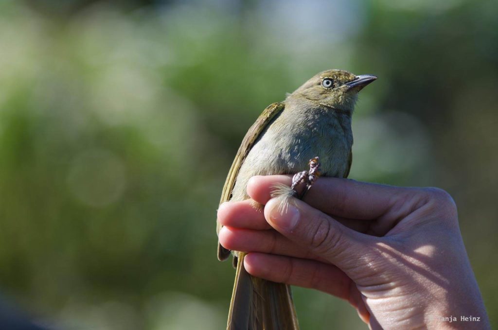 Vögel in Südafrika