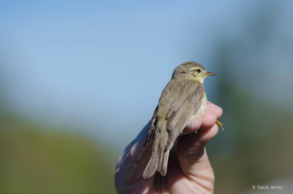Vögel in Südafrika