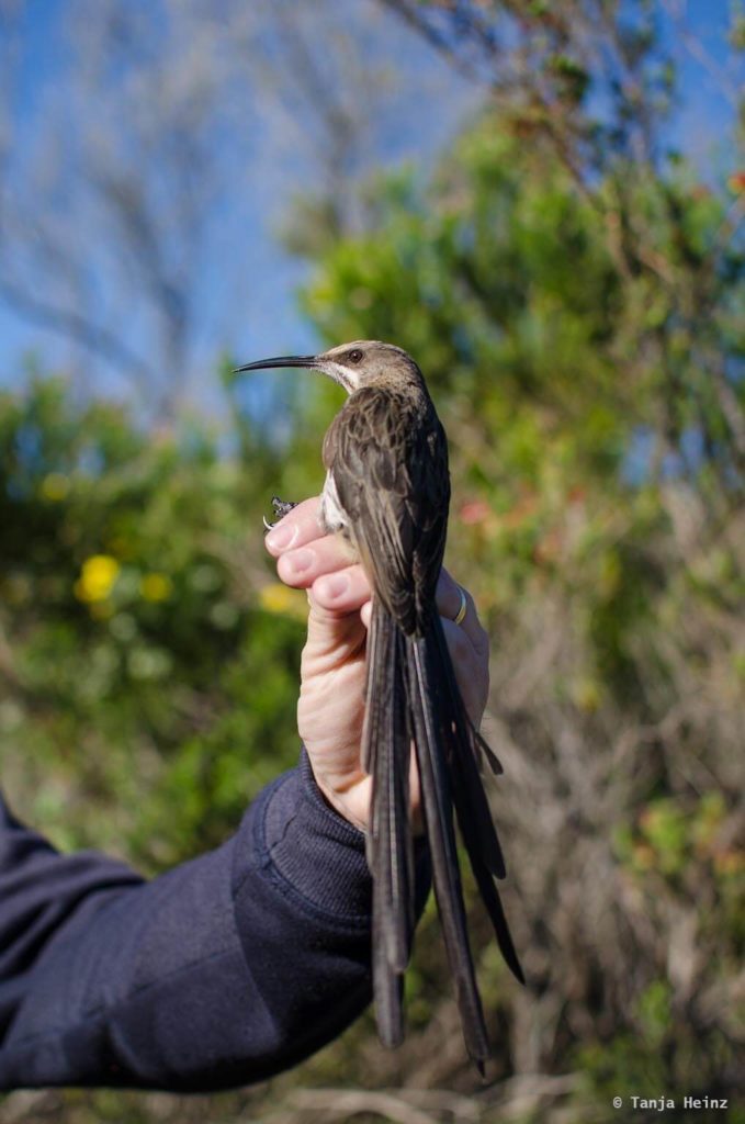 Vögel in Südafrika