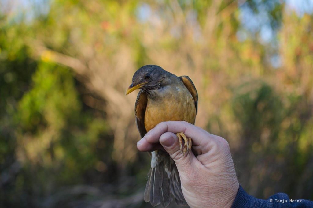 Vögel in Südafrika