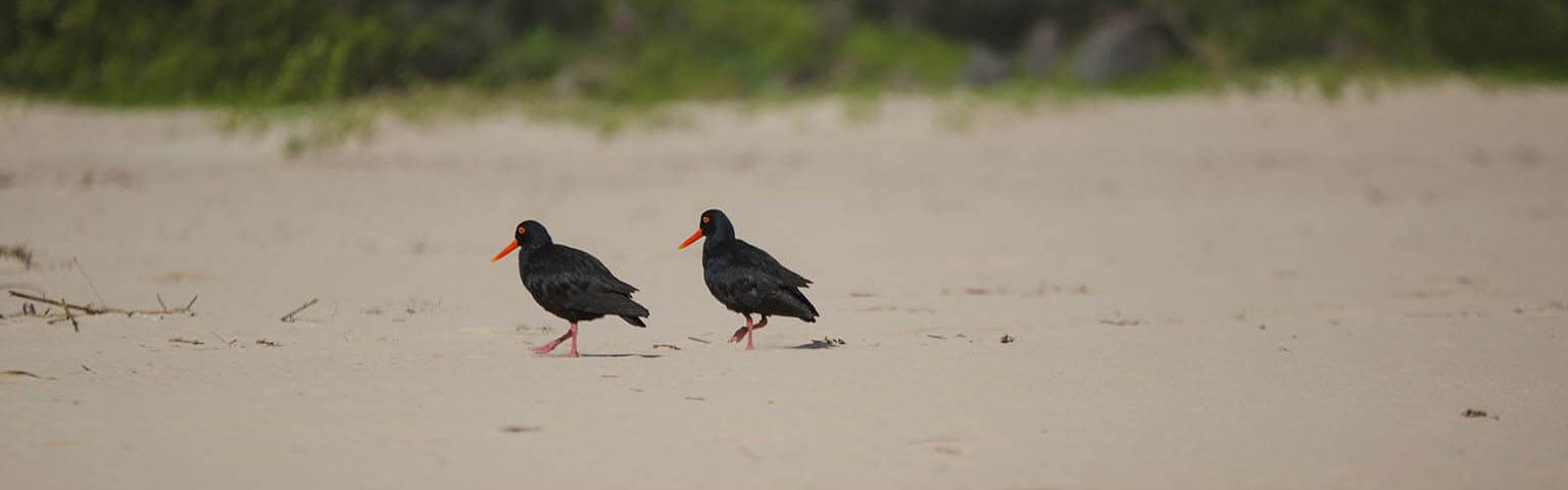 Vögel in Südafrika