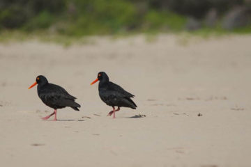 Vögel in Südafrika