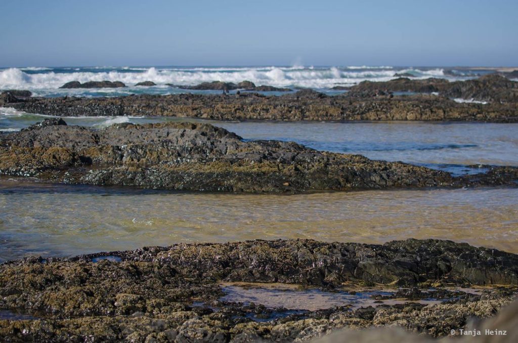 Haie in Südafrika