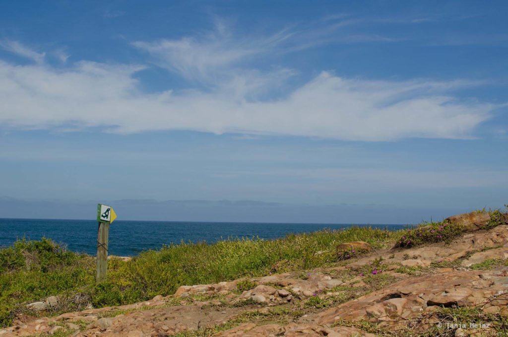 Haie in Südafrika
