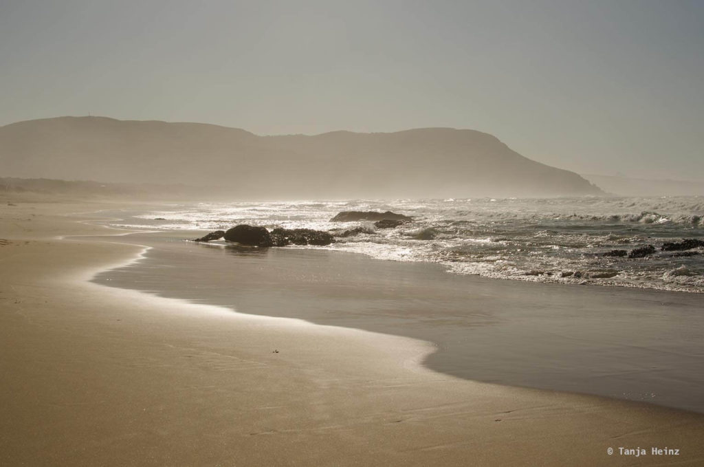 Haie in Südafrika