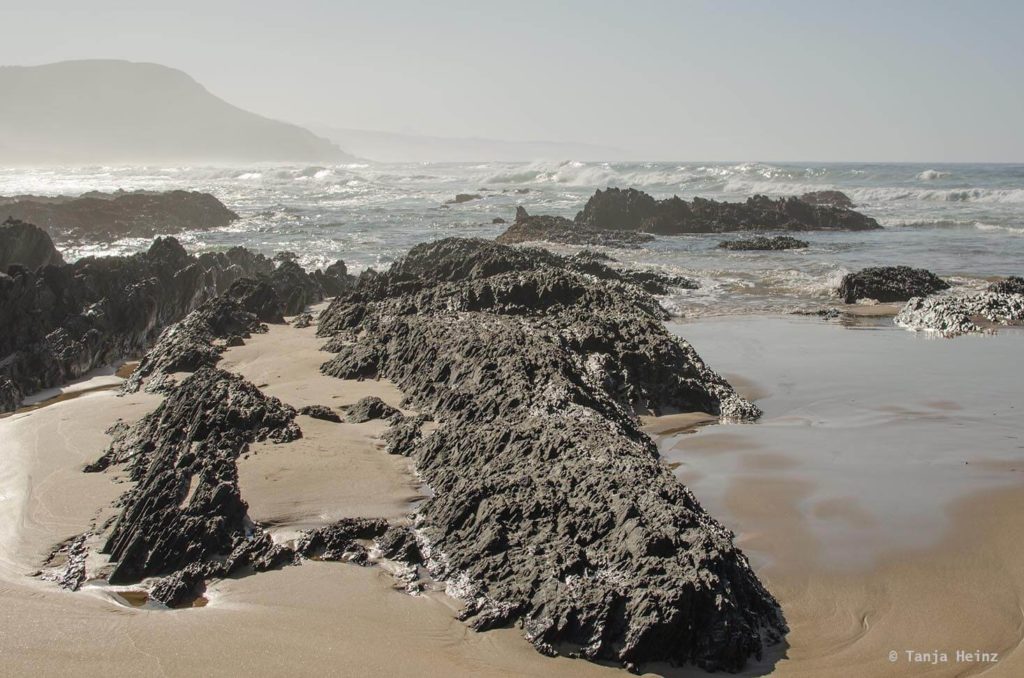 Haie in Südafrika