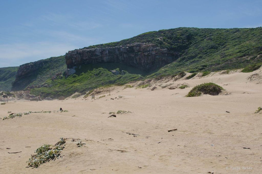 Haie in Südafrika