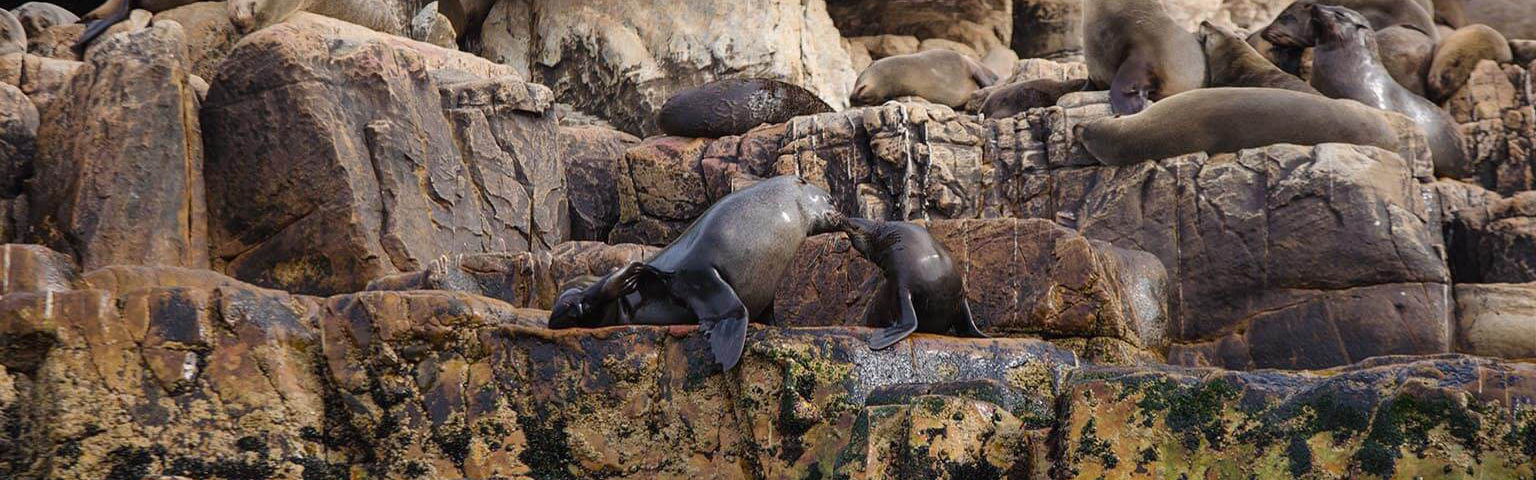 Robberg Nature Reserve