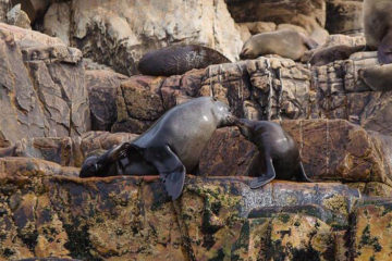 Robberg Nature Reserve