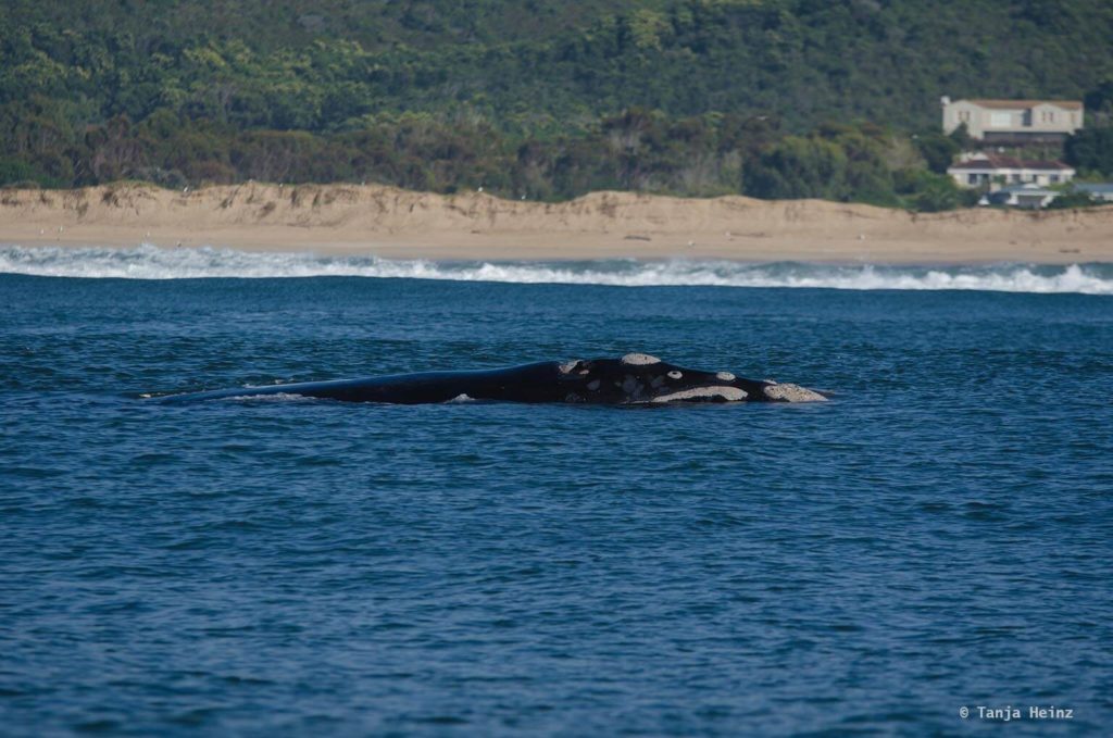 Whale watching in Plettenberg Bay
