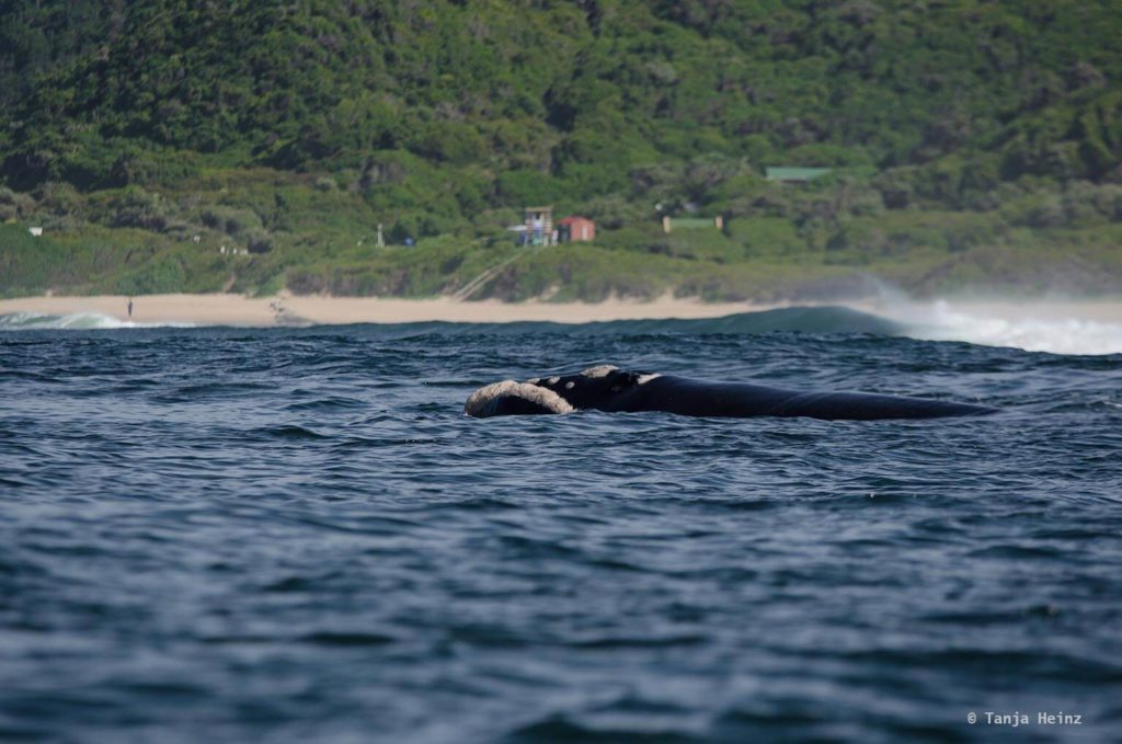 Whale watching in Plettenberg Bay