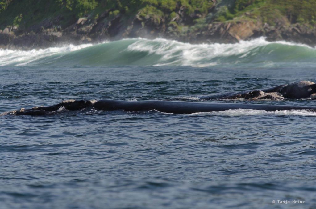 Whale watching in Plettenberg Bay