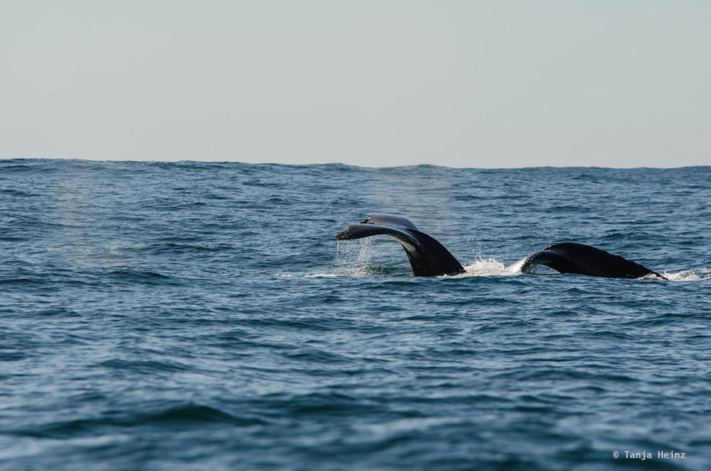 Whale watching in Plettenberg Bay