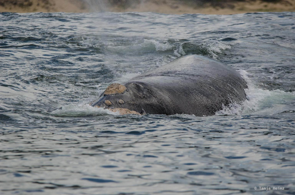 Whale watching in Plettenberg Bay