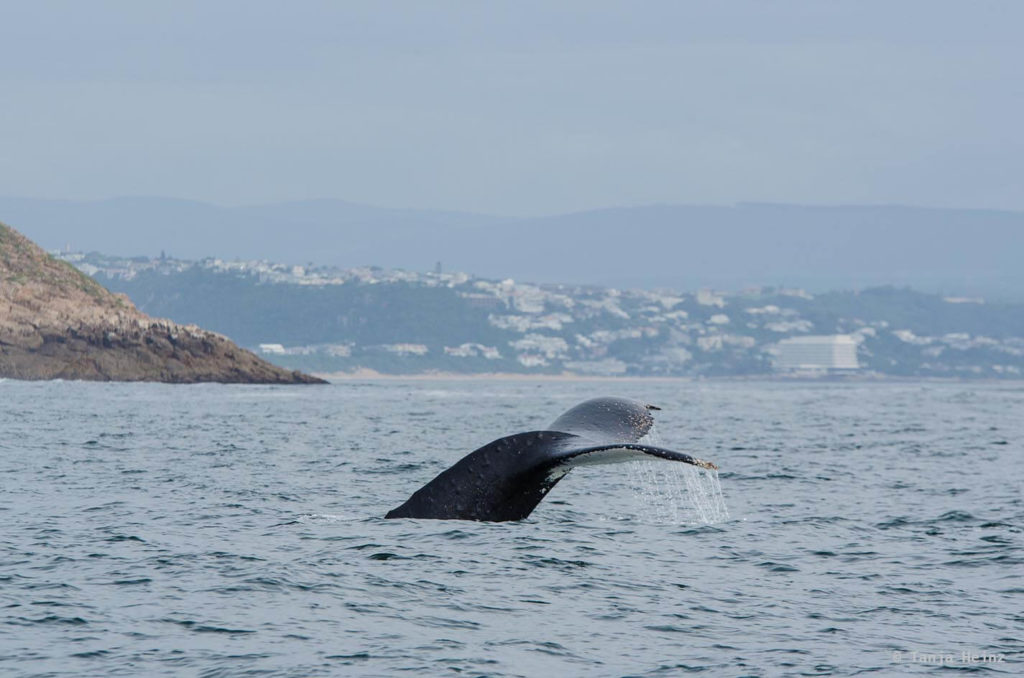 Whale watching in Plettenberg Bay