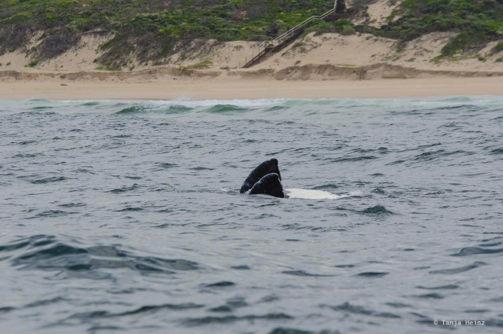 Whale watching in Plettenberg Bay