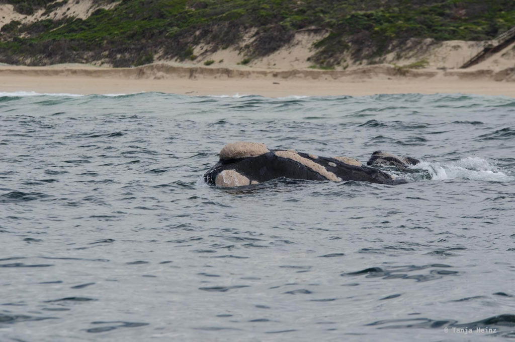 Whale watching in Plettenberg Bay
