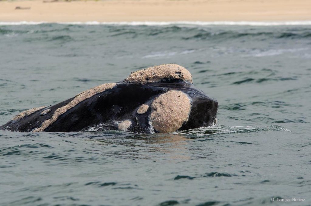 Whale watching in Plettenberg Bay