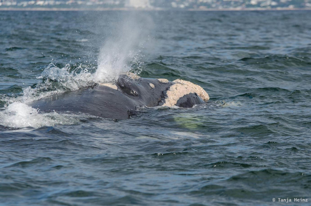 Whale watching in Plettenberg Bay