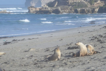Kangaroo Island in Australien
