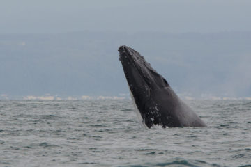 Wildlife Travel