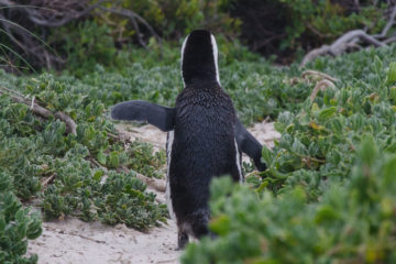 Cape St Francis