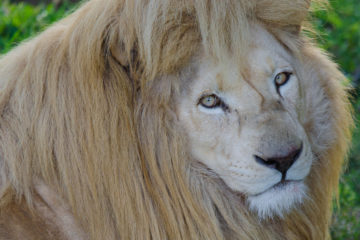 Jukani