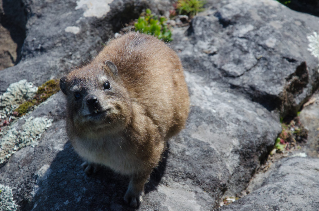 Bei den Dassies in Südafrika Wildlife Travel