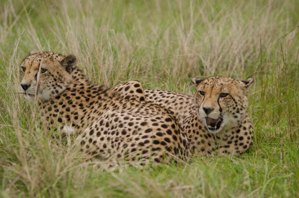 Ein Tag Im Plettenberg Bay Game Reserve S dafrika
