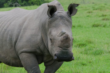 Plettenberg Bay Game Reserve