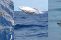 Wildlife Travel