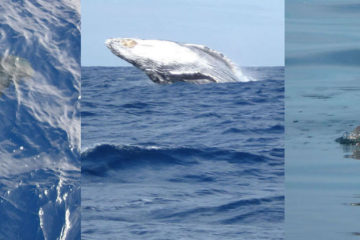 Wildlife Travel
