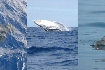Wildlife-Travel