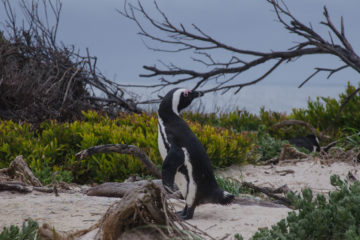 Brillenpinguine
