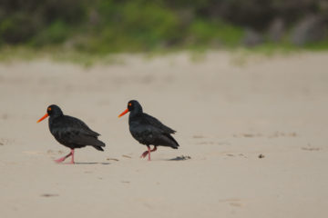 Vögel in Südafrika