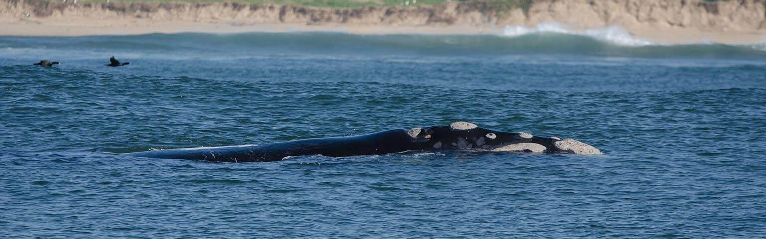 Whale Watching Südafrika