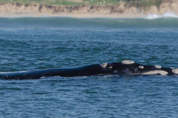 Whale Watching Südafrika