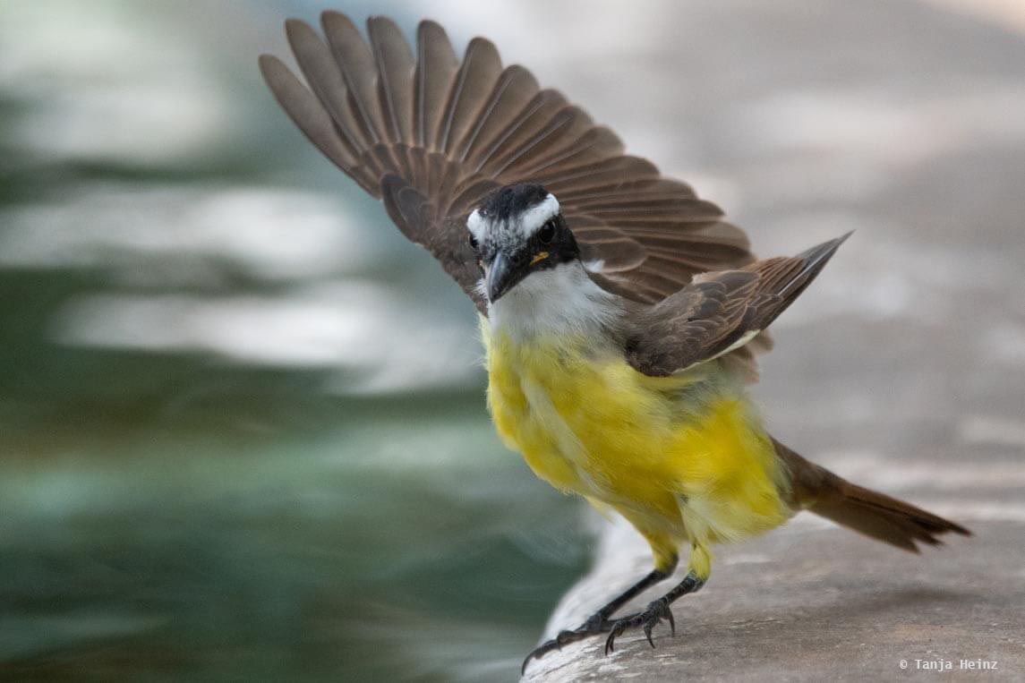 Vögel in Brasilien