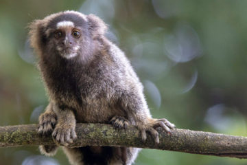 Wildlife Travel
