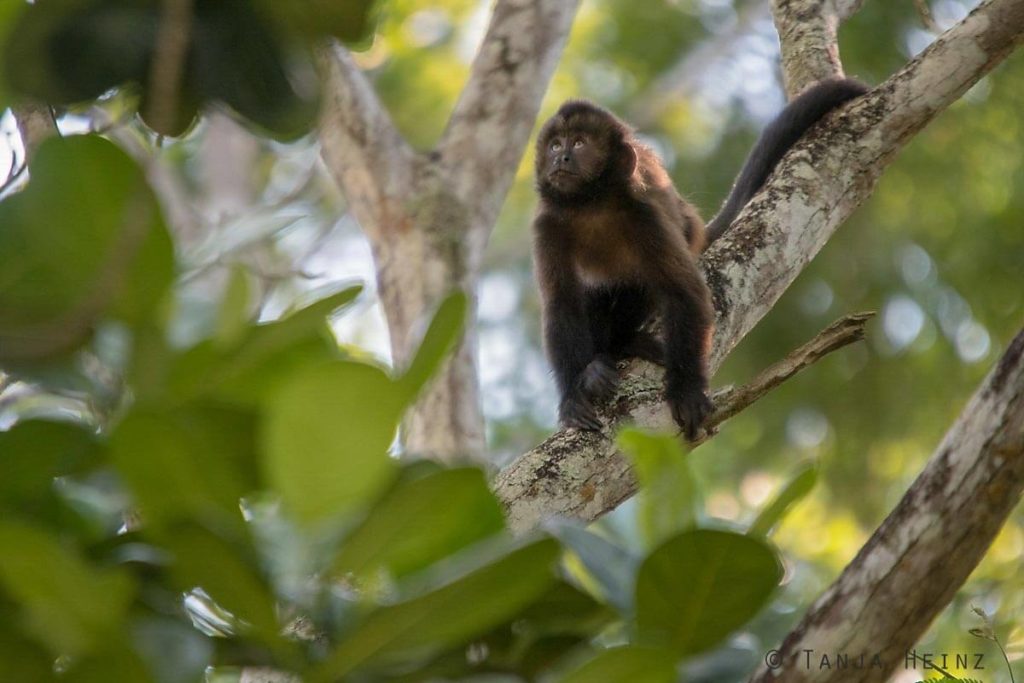 Reserva Natural Vale in Brasilien