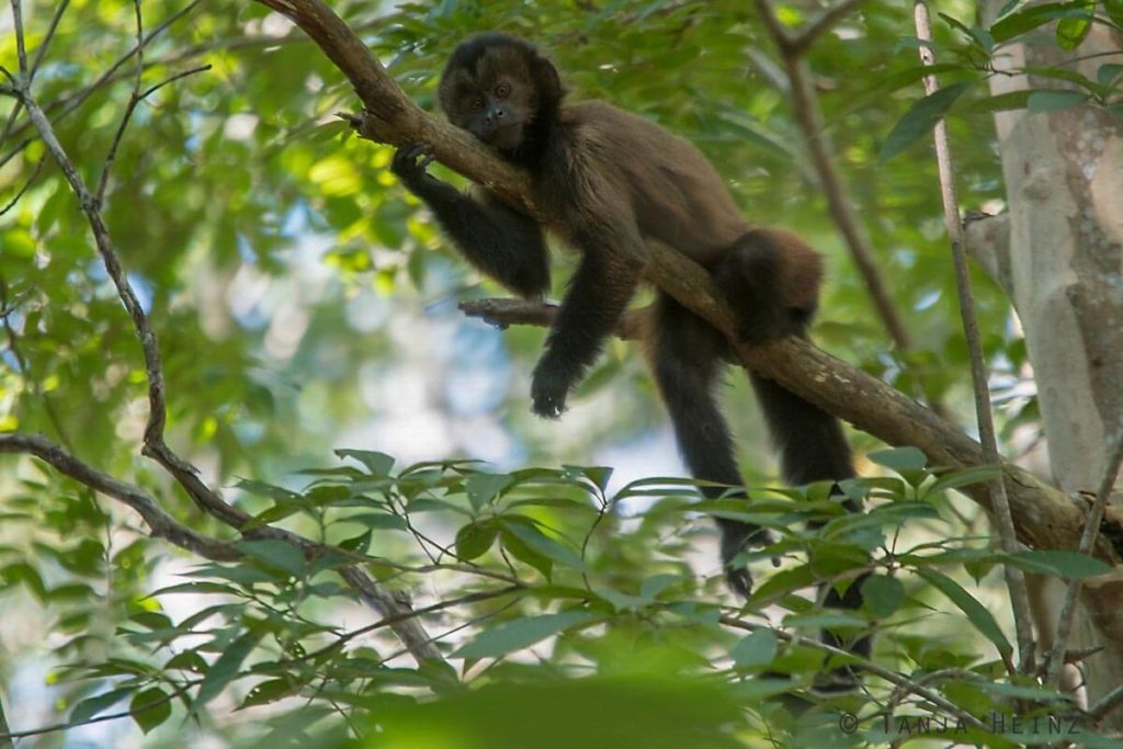 Reserva Natural Vale in Brasilien