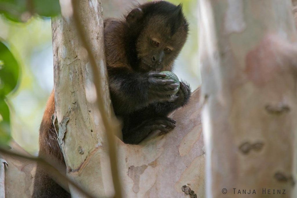 Reserva Natural Vale in Brasilien